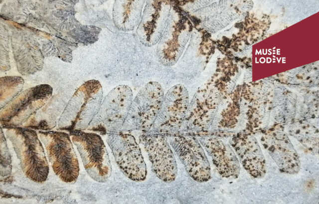 RENCONTRE AVEC UNE PALÉOBOTANISTE À LA DÉCOUVERTE DE LA BIODIVERSITÉ LOCALE