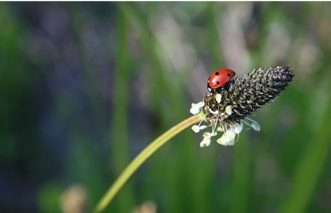 BESTIOLES AU JARDIN!
