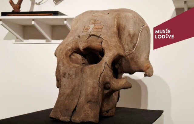 CONFÉRENCE « SUR LA PISTE DES ÉLÉPHANTS À TRAVERS LES ÂGES GÉOLOGIQUES »