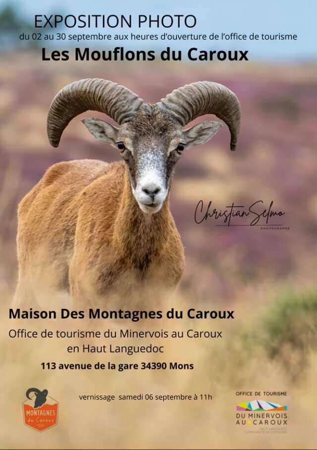 LES MOUFLONS DU CAROUX