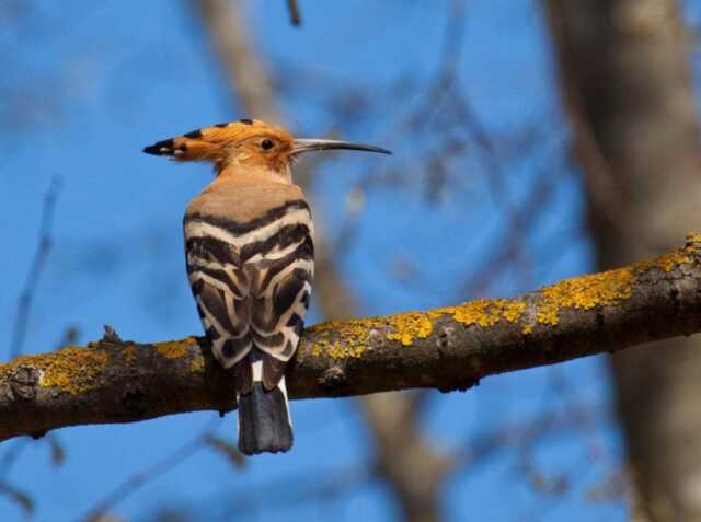 EXPOSITION LES OISEAUX