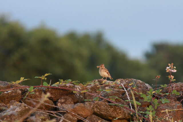 LES OISEAUX DU GRAND SITE