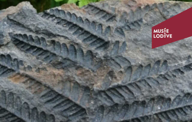 ATELIER « LE PUZZLE DES PLANTES FOSSILES : RECONSTRUIRE UN PAYSAGE DU CARBONIFÈRE »