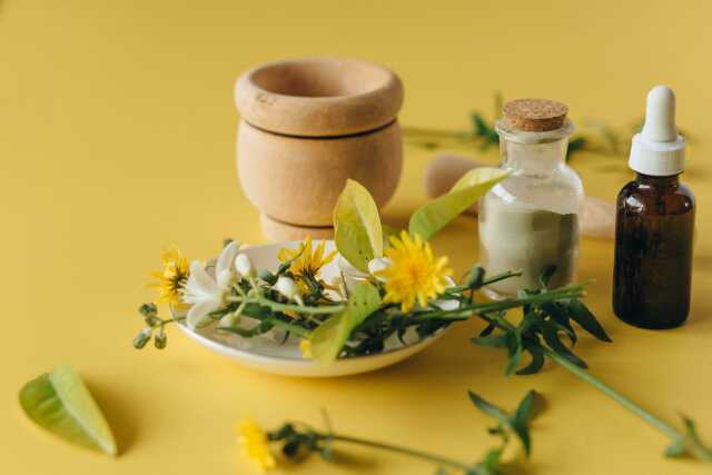 BALADE PLANTES MÉDICINALES ET COMESTIBLES