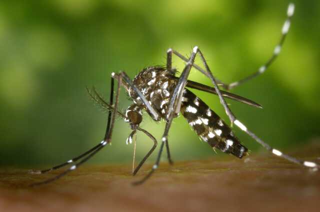 STAND PIK'TRO : ZOOM SUR LE MOUSTIQUE TIGRE, LES TIQUES ET LES CHENILLES PROCESSIONNAIRES