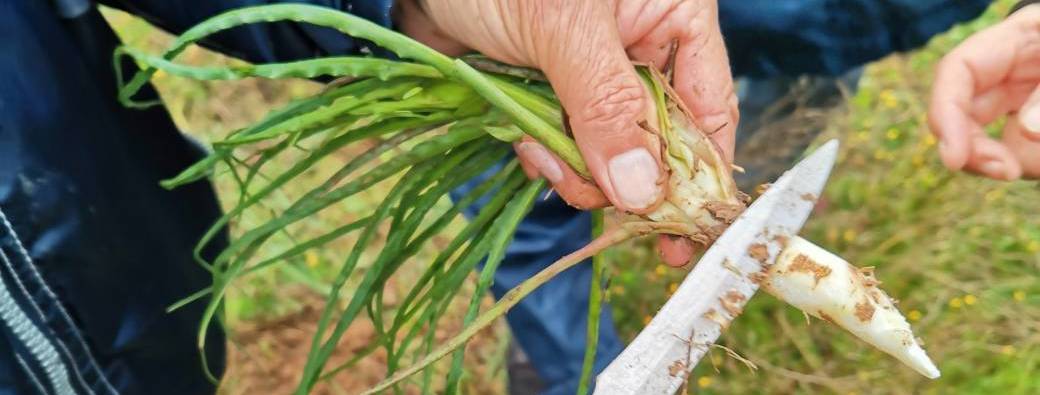 BALADE « SALADES SAUVAGES » ANIMÉE PAR DEMAIN LA TERRE