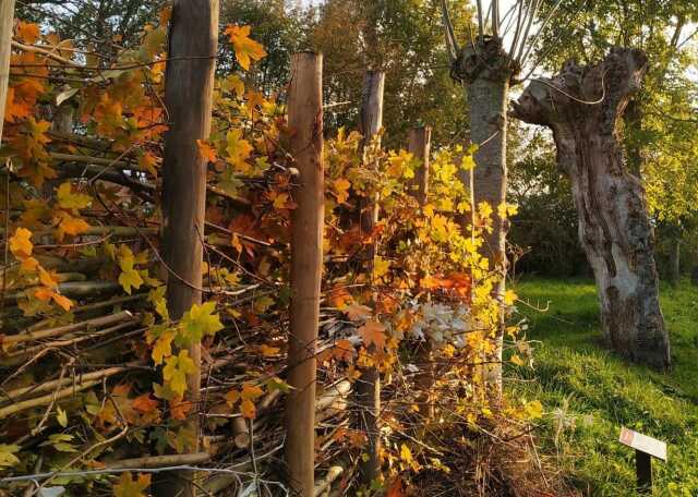 La haie sèche (branchée) à Saint-Agil