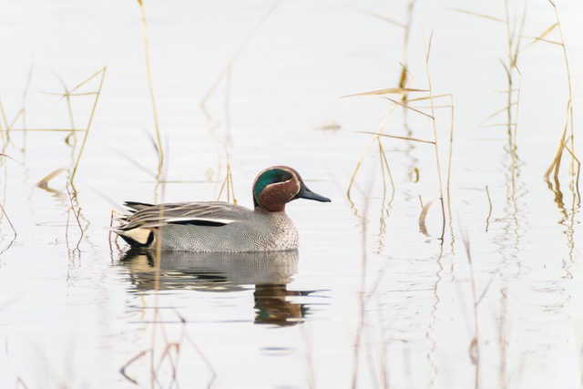 Animation Objectif Brenne pour le Téléthon