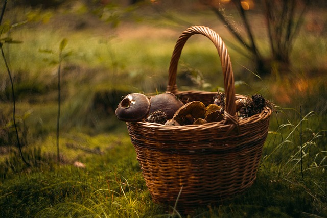 Initiation à l'étude des champignons de nos forêts