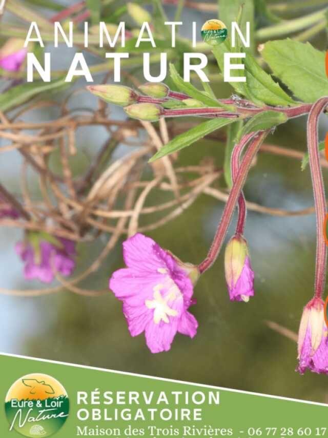 Balade et animation nature