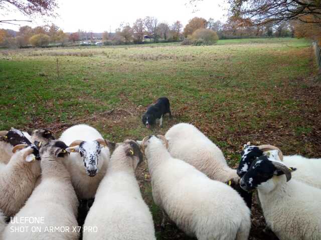 Concours de chiens de troupeau