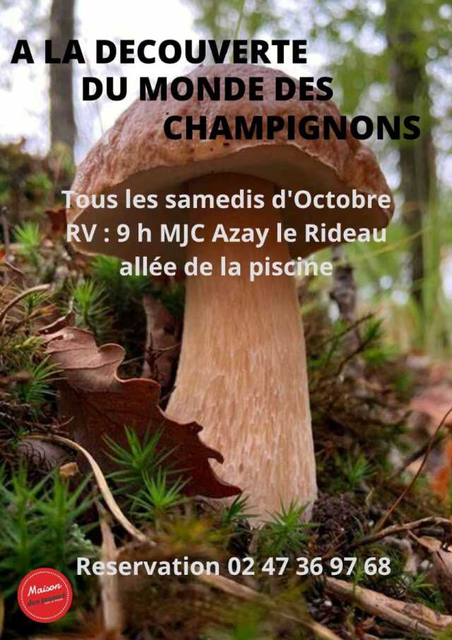 Sortie champignon en Touraine