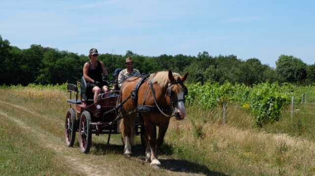 Fascinant week-end - En calèche dans le vignoble à Thoré-la-Rochette