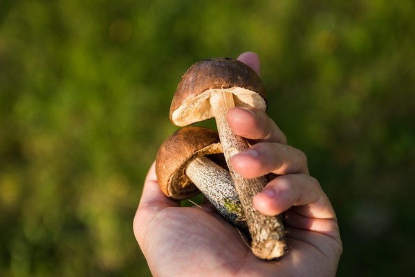 47ème Salon du champignon