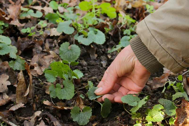 Indre Et Loire Plante Fleur Stage Du Jardin Sauvage A L Assiette Du Jardin Sauvage A La Peau Agenda Chancay 37210