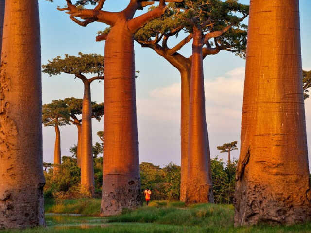 Baobab - Photos de Pascal MAITRE