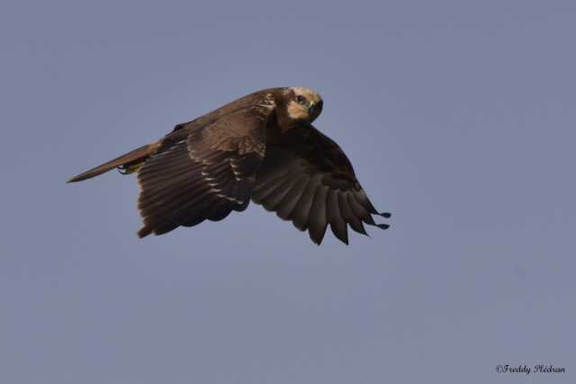 Destination sud : l'automne des oiseaux migrateurs