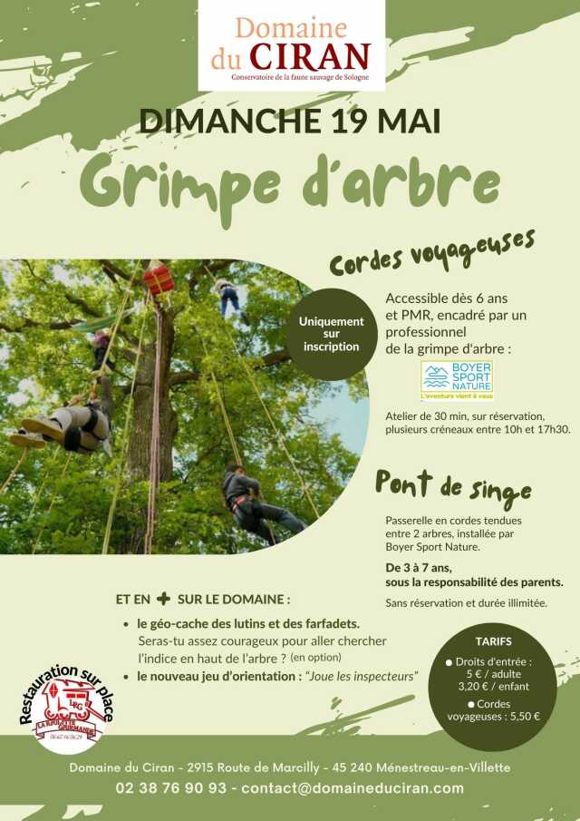 Grimpe d'arbre