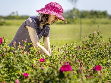 Rendez-vous au jardin des roses