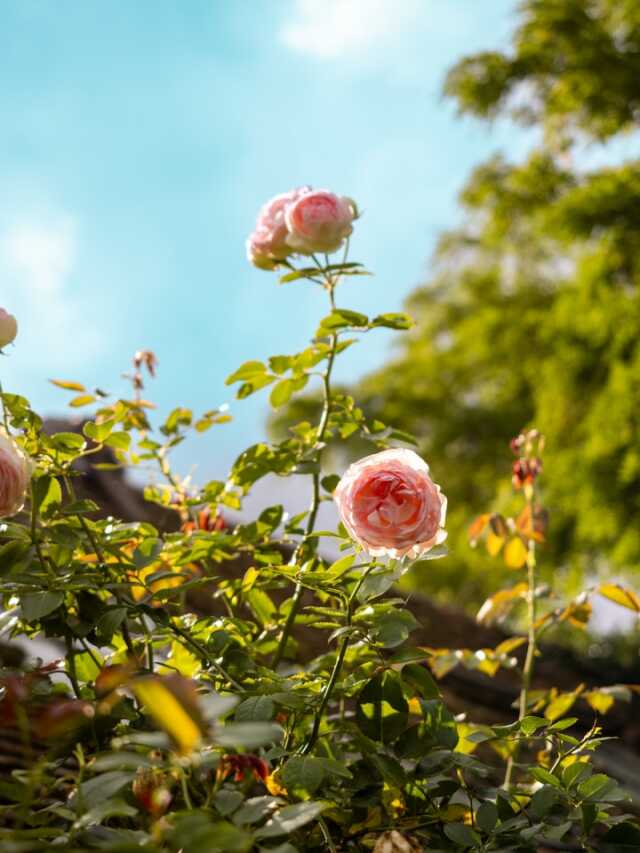 Journées du Patrimoine : Visite libre des Jardins de Roquelin