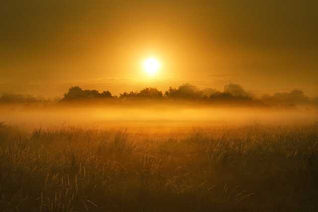 Les oiseaux nocturnes des Marais de Contres