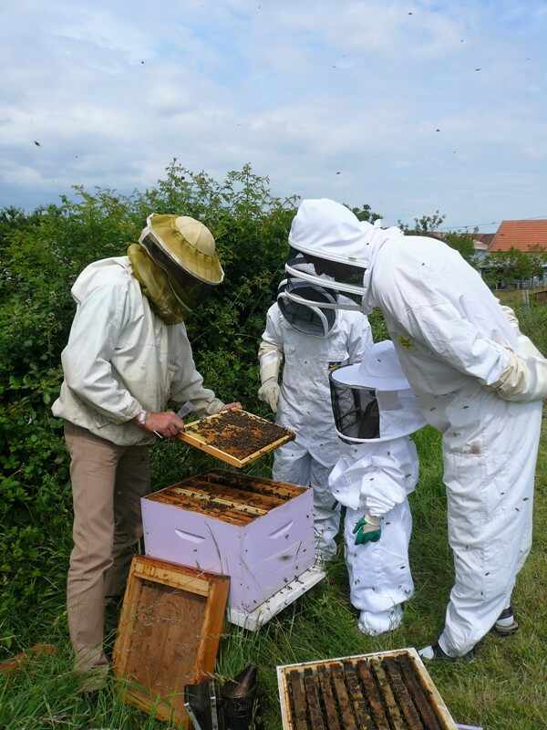 Safari-Découverte des abeilles