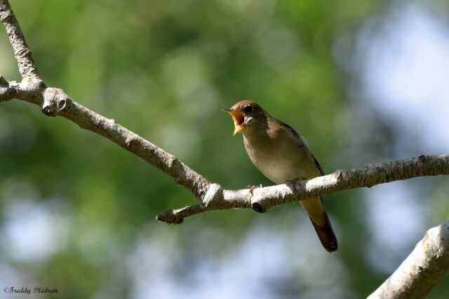 Reconnaissance des chants d’oiseaux