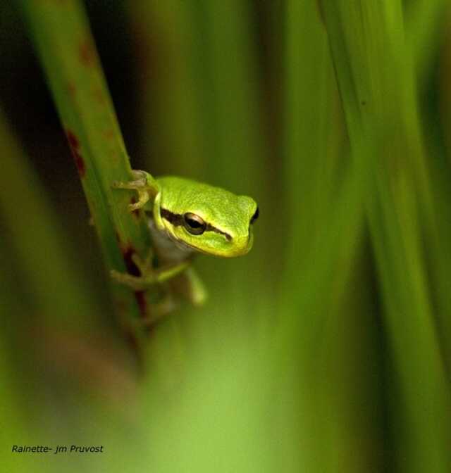 Le printemps des amphibiens