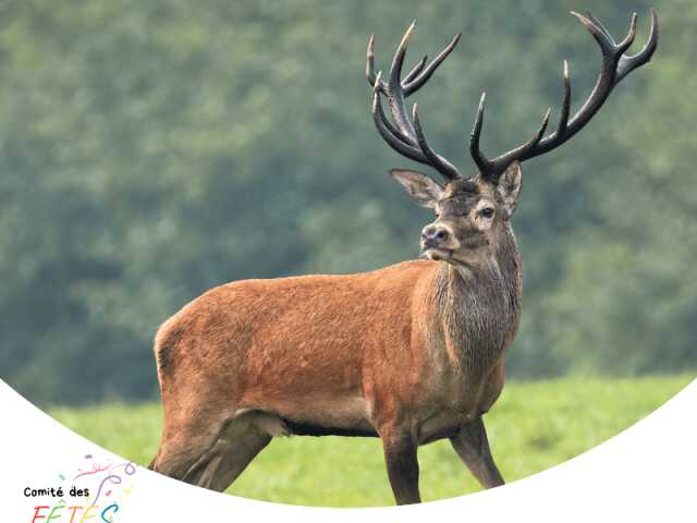 Rando Brame du Cerf
