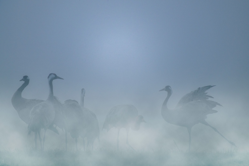 A la rencontre des Grues cendrée