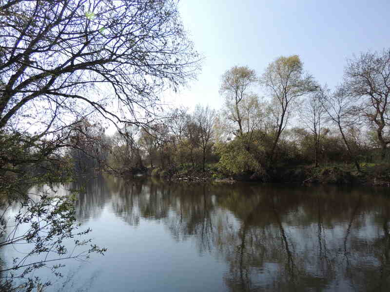 Trace de vie du rongeur local : le castor