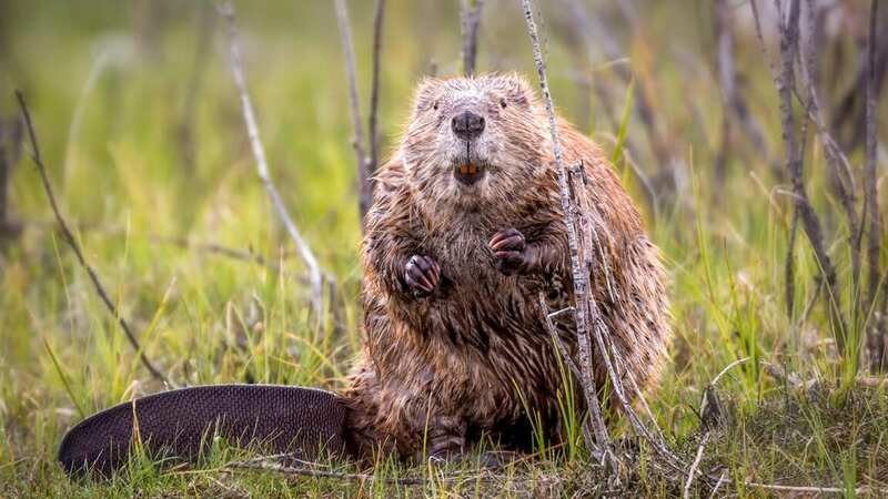À la rencontre du castor en bateau de Loire