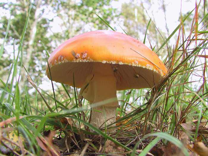 Instants Nature - Découvrons les champignons à Vendôme