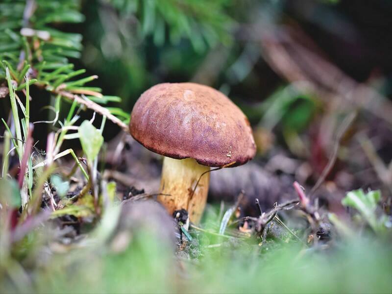 Visite troglo champignons