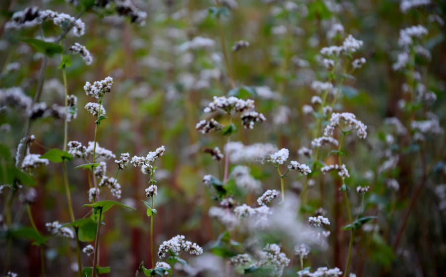 La pollinisation au potager