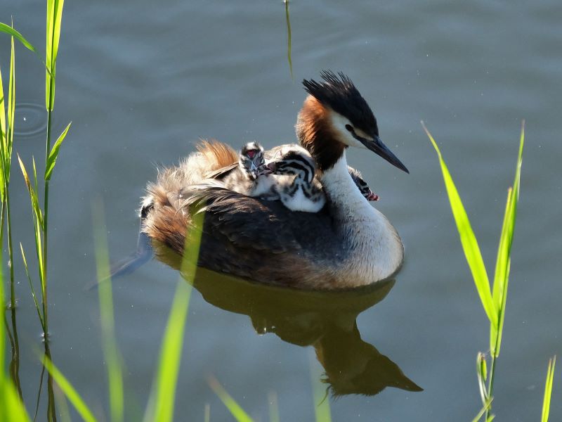 Découverte des oiseaux