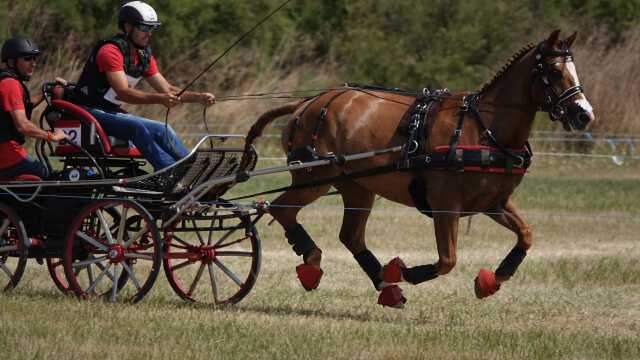 Concours d'attelage niveau club, amateur et élevage