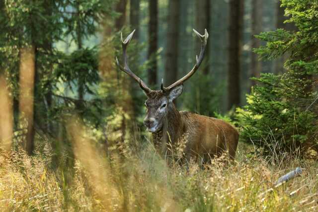 BRAME DU CERF ET LA FAUNE SAUVAGE