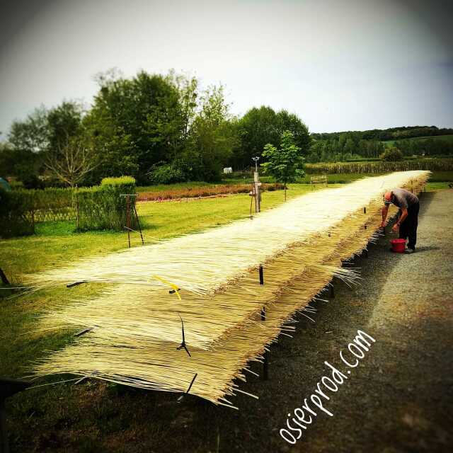 Visite d'une exploitation productrice d'osier 