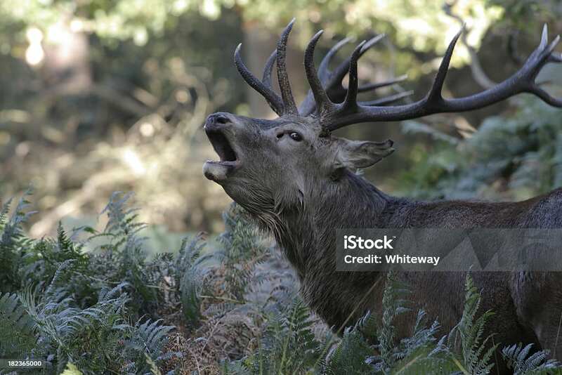 Sortie brame du cerf