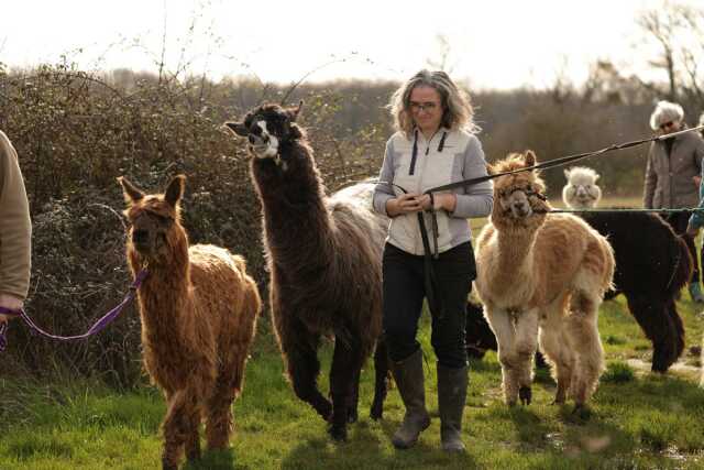 Le petit-déj des lamas et alpagas chez Lama Émoi