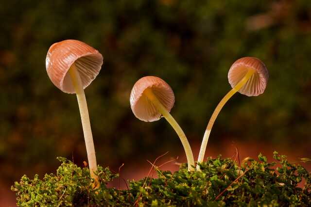 Anim' tes vacances d'automne - Les champignons