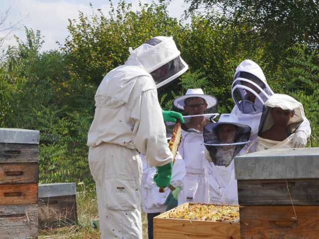 Safari-Découverte des abeilles