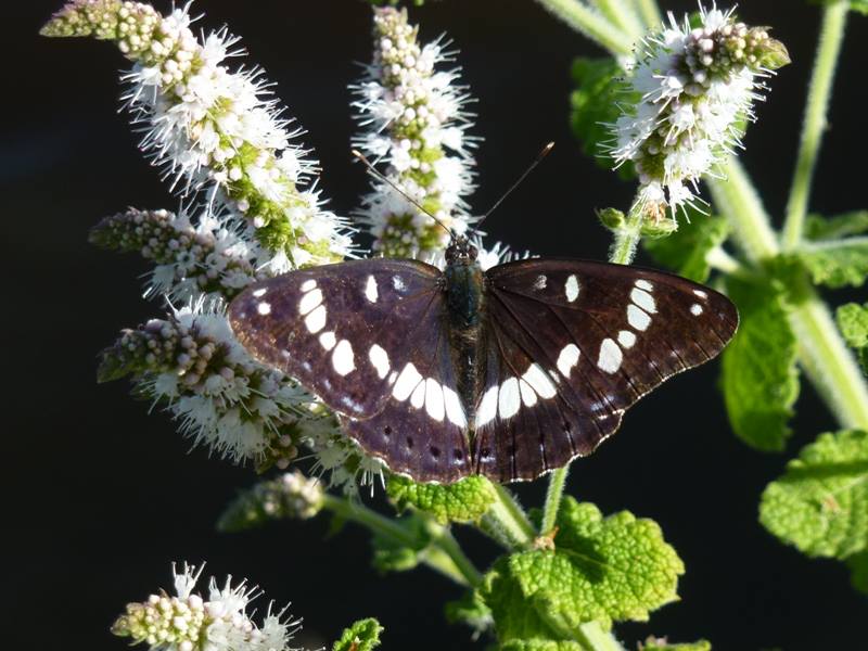 Papillons de Brenne