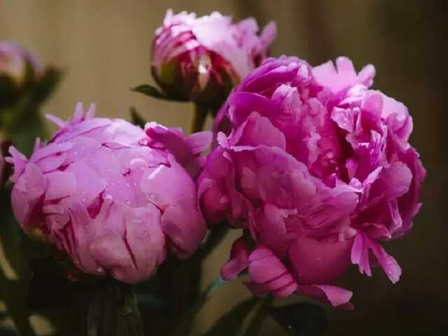 Fête de la pivoine