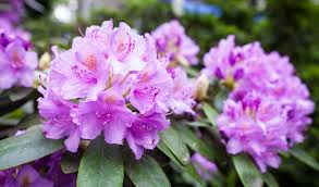 MARCHE NORDIQUE AU COEUR DES RHODODENDRONS