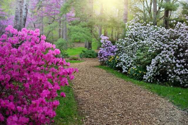 Fête des Rhododendrons : Les Rhodos font leur cinéma