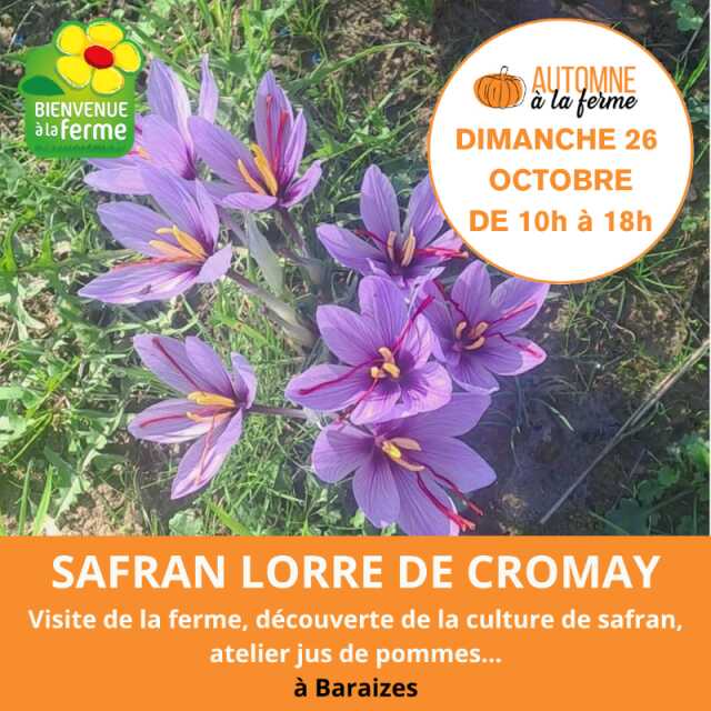Automne à la ferme : Safran Lorre de Cromay