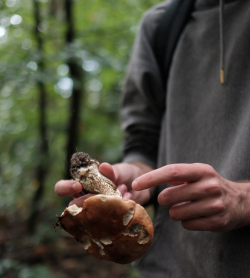 Introduction aux champignons