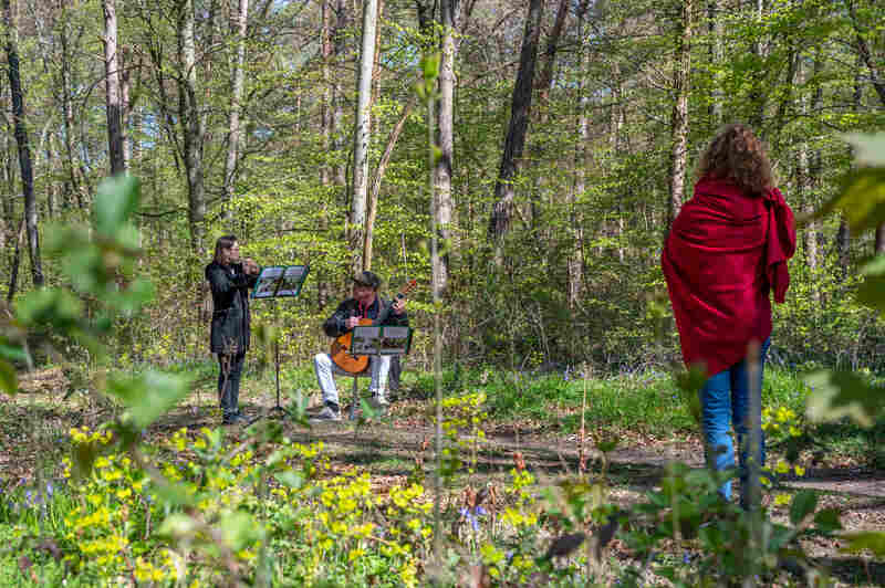 Bain de Forêt Musical : Mozart en chemin...